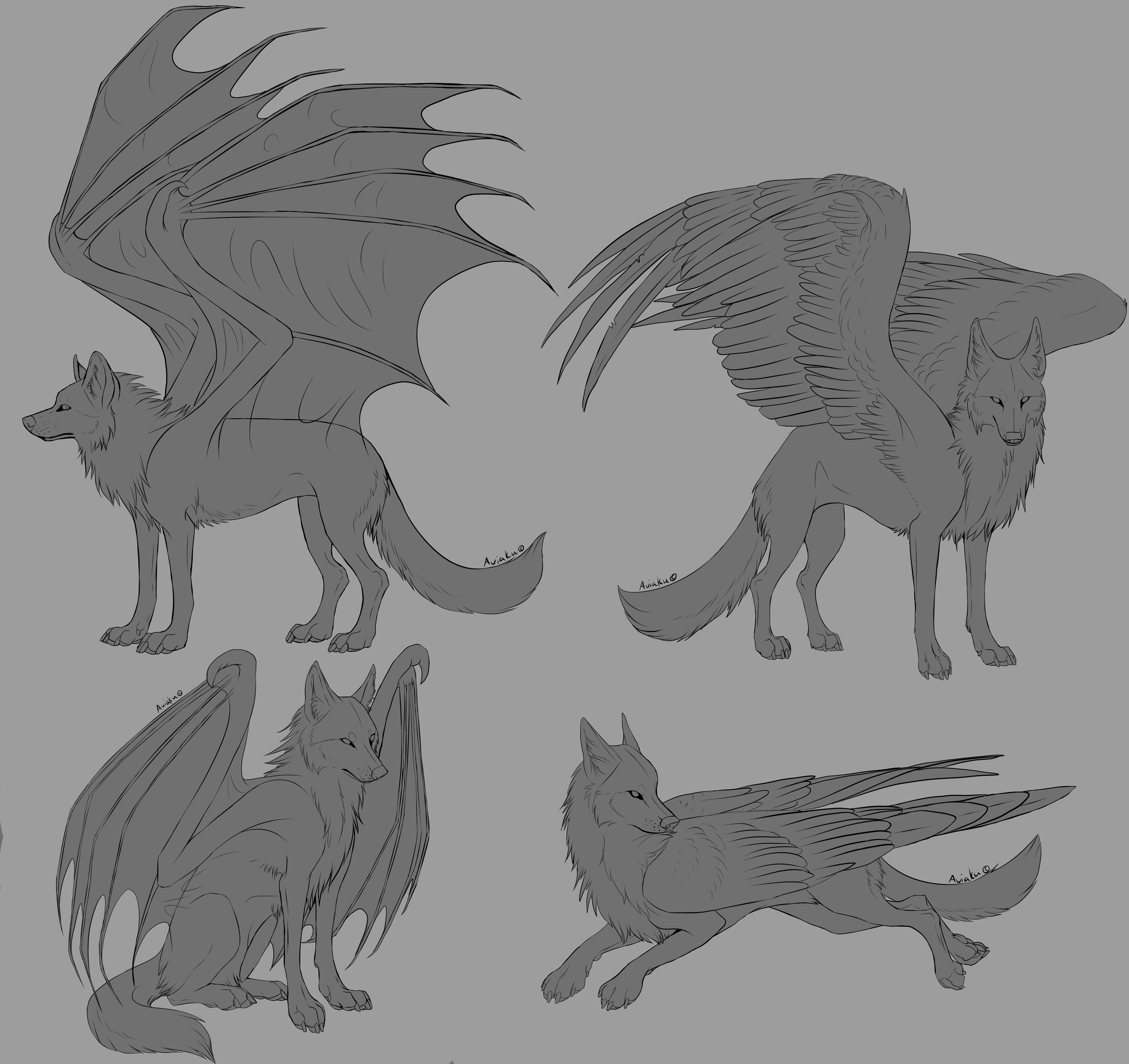 Real Winged Wolves