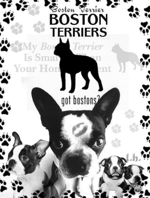 BostonTerrier brushes by darkonelh on DeviantArt