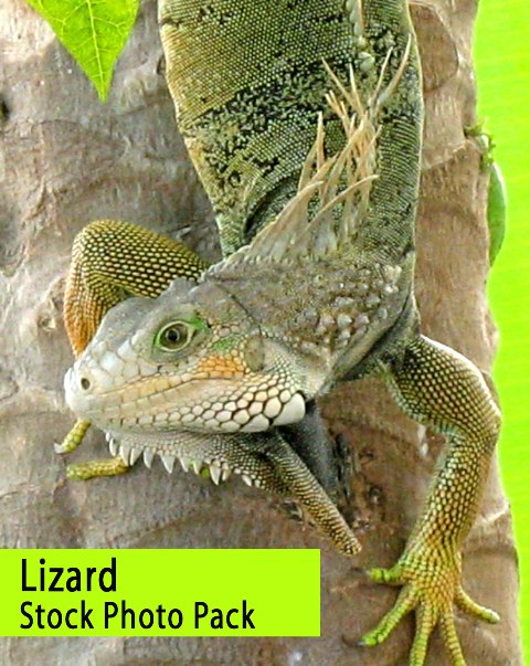 Lizard Stock Photo Pack