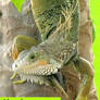 Lizard Stock Photo Pack