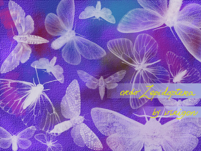 Lepidoptera by virigon on DeviantArt