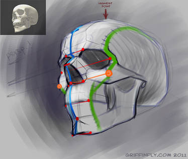 human skull - sketch tutorial