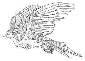 Flying Phoenix - FREE lineart