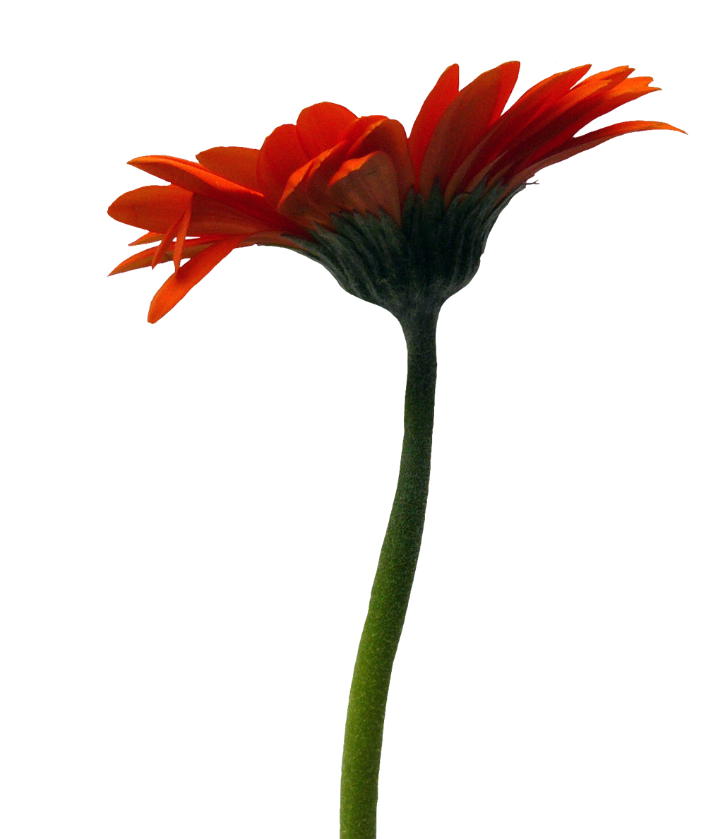 gerbera