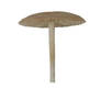 Fungi 1 psd