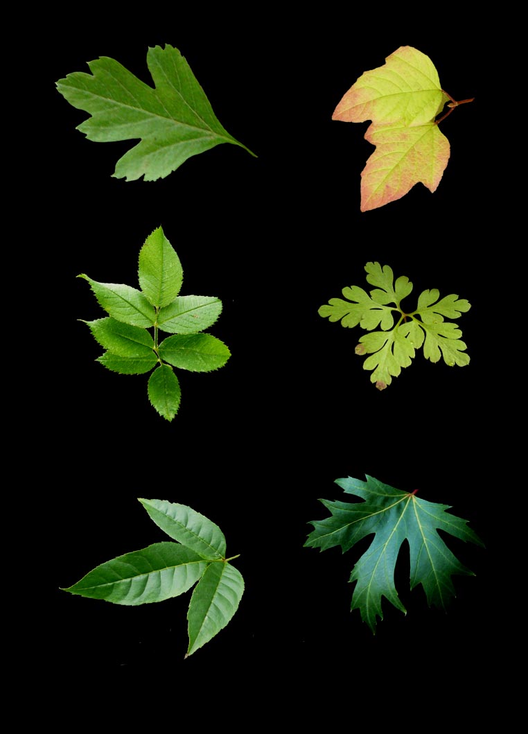 6 Leaves psd