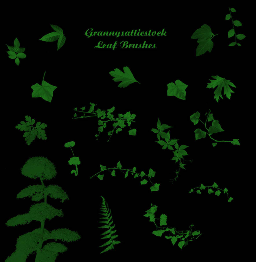 Various Leaf Brushes by GRANNYSATTICSTOCK on DeviantArt
