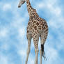 Granny on Safari Giraffe Rear