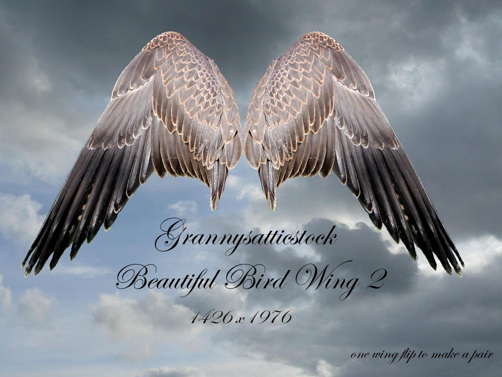 Beautiful Bird Wing png by GRANNYSATTICSTOCK on DeviantArt