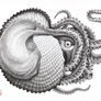 Argonaut Octopus