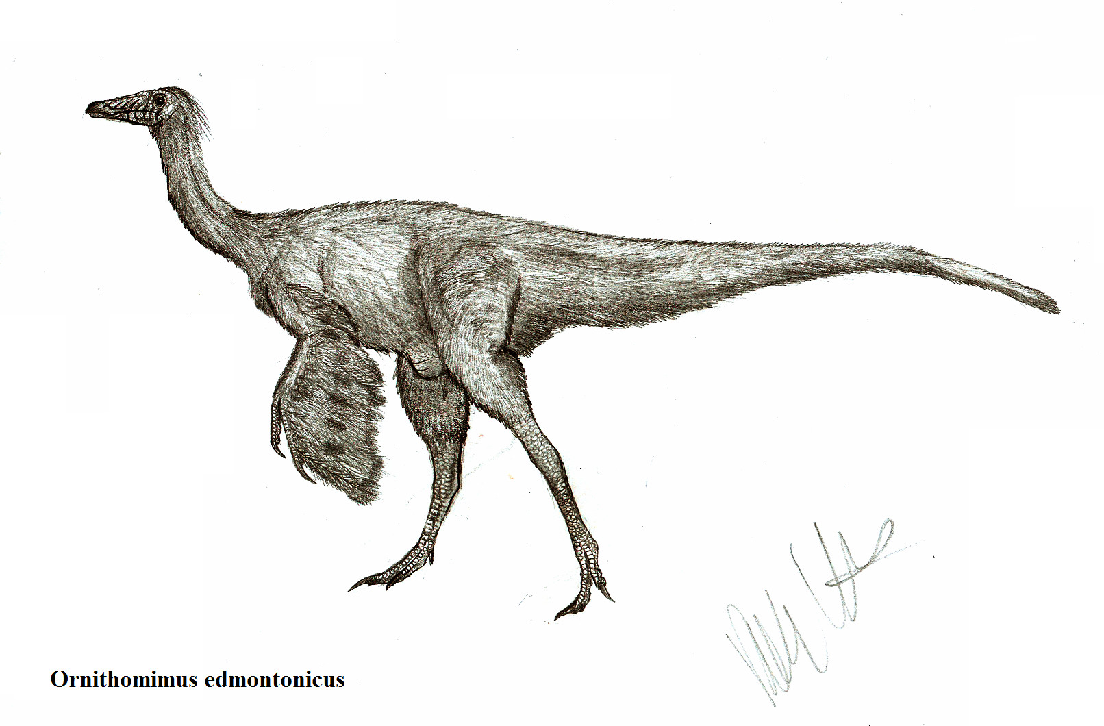 Ornithomimus edmontonicus