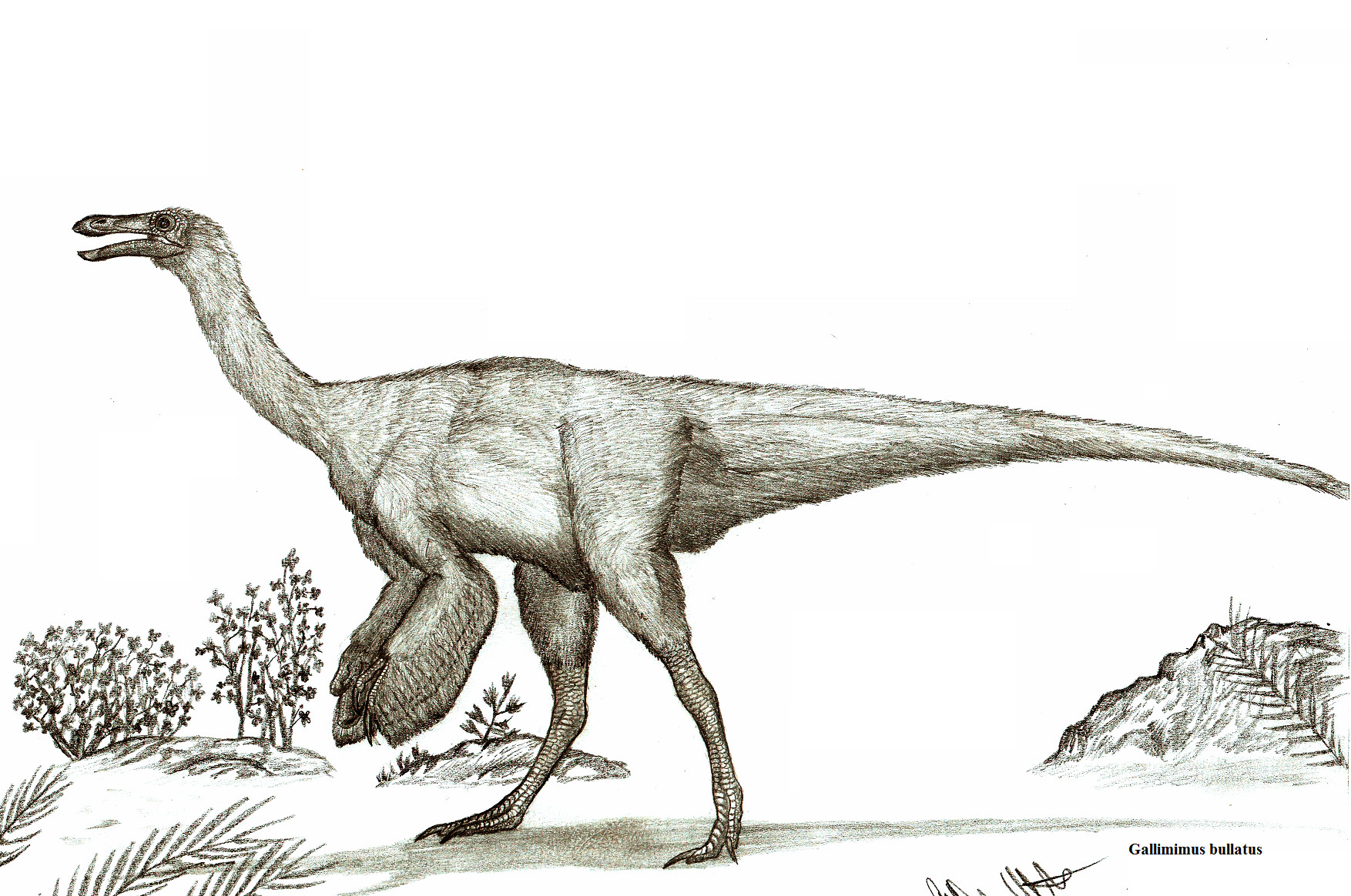 Gallimimus bullatus by Teratophoneus on DeviantArt