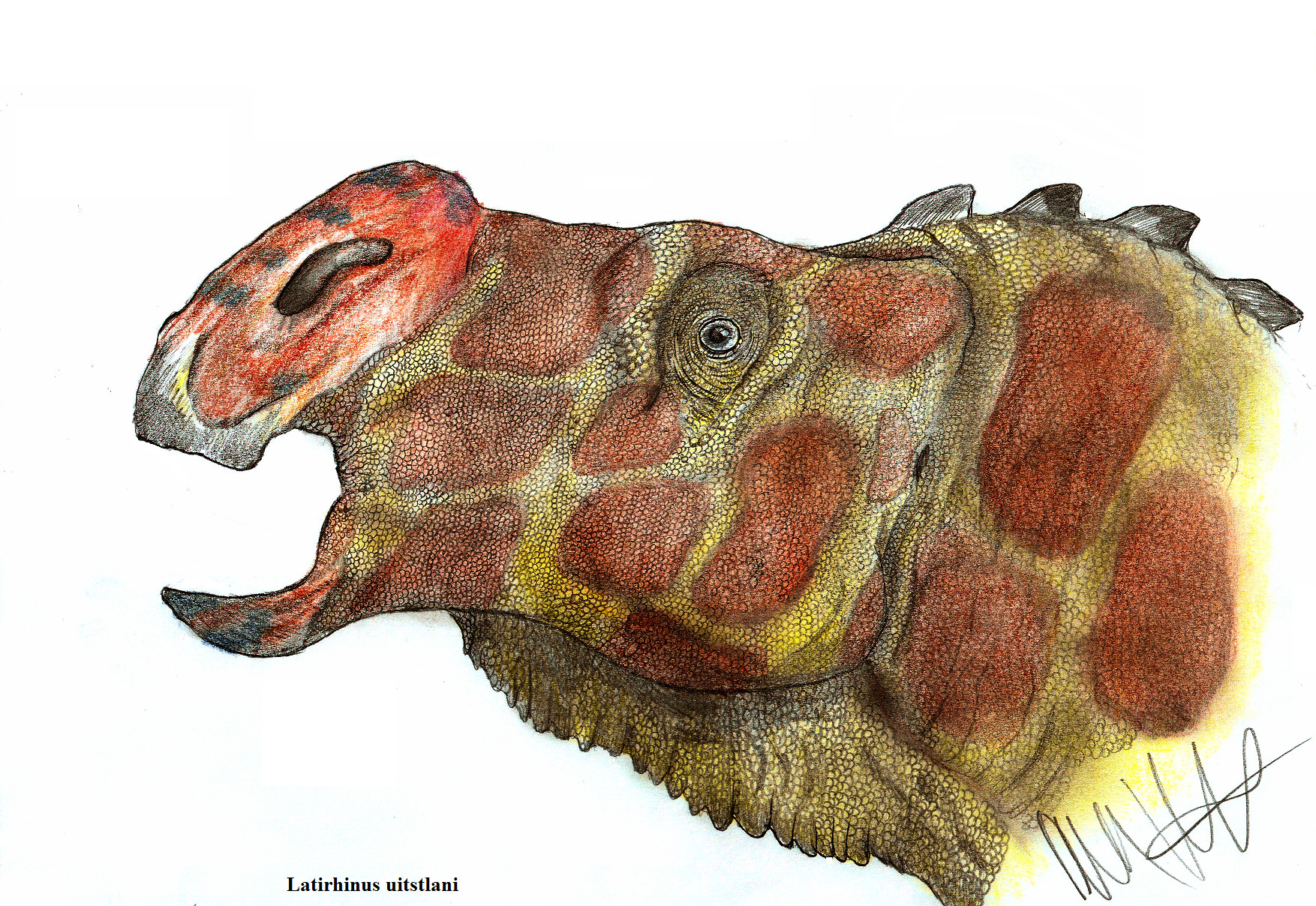 Latirhinus uitstlani