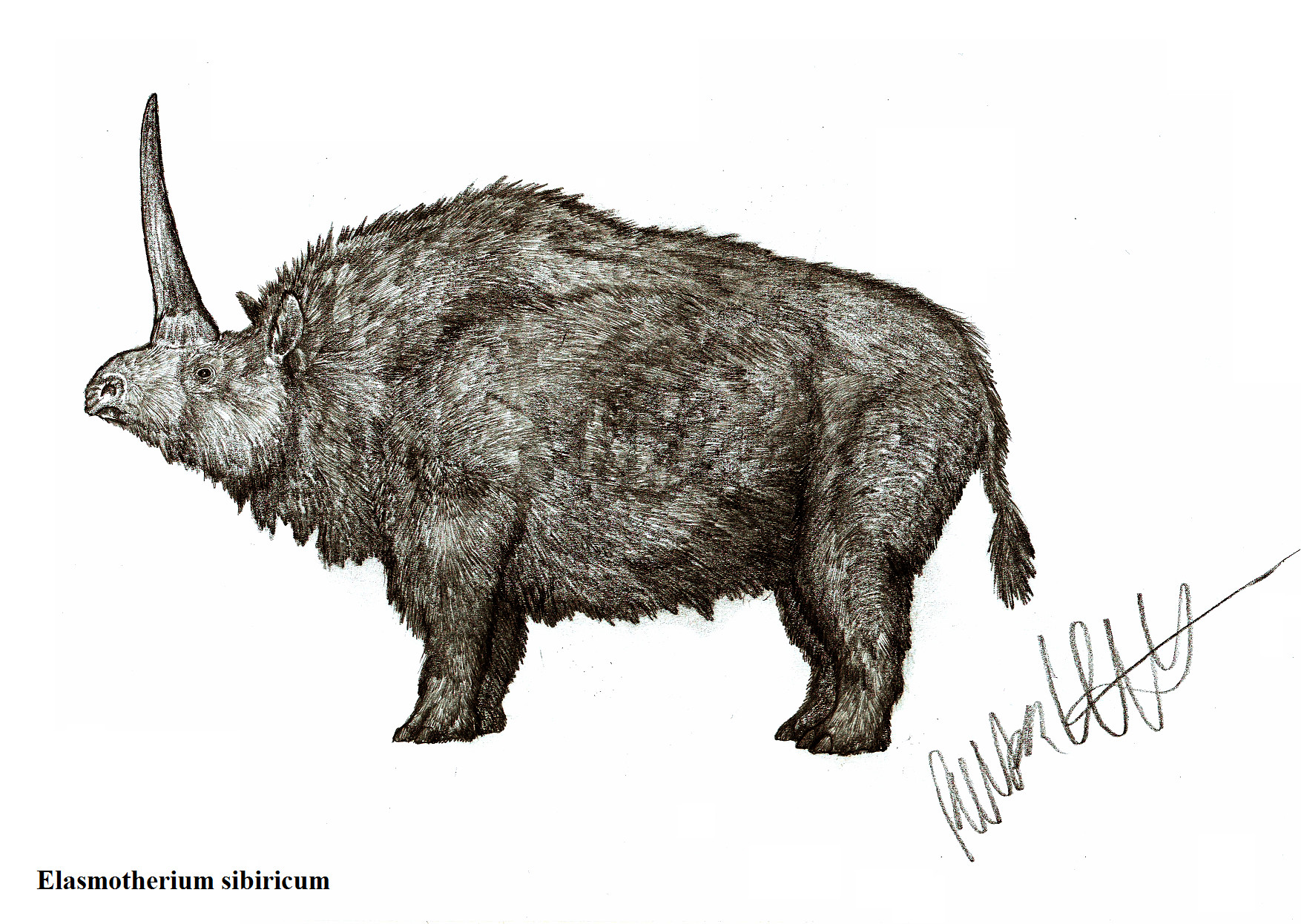 Elasmotherium sibiricum