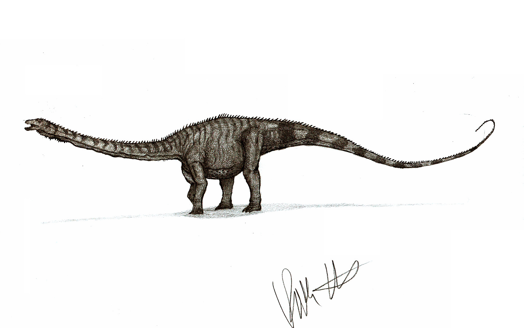 Kaatedocus siberi