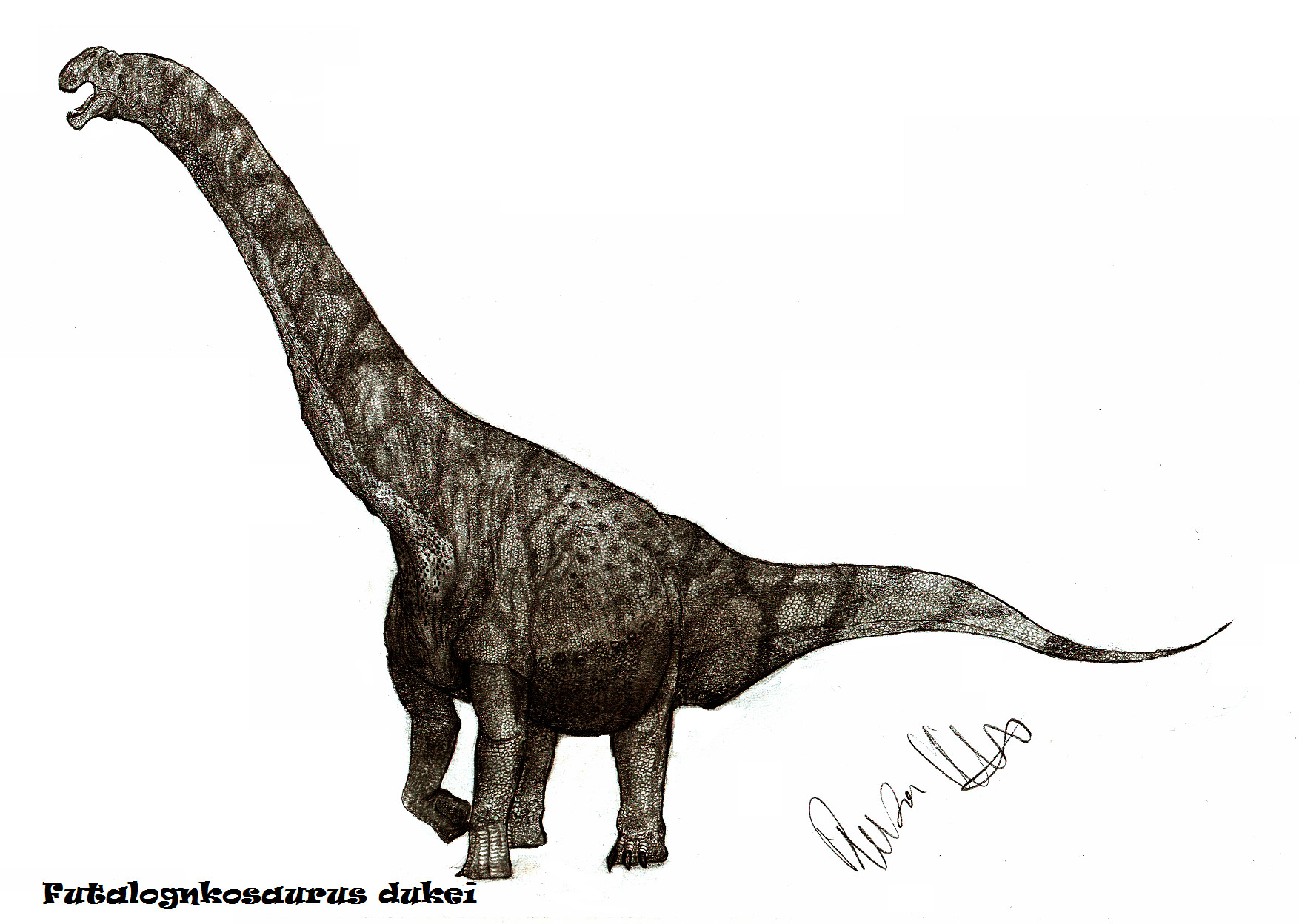 Futalognkosaurus dukei