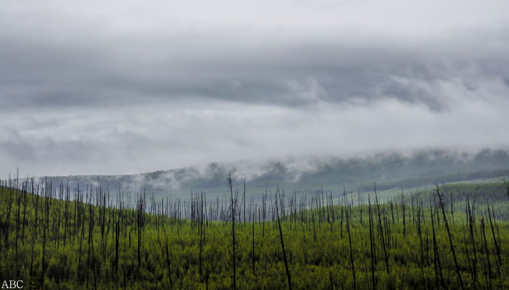 Morning in Yellowstone