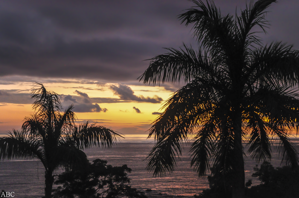 Sunset Palms by Tyrannax on DeviantArt