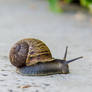 Sidewalk Snail