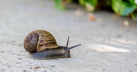 Sidewalk Snail