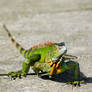 Costa Rican Green Iguana