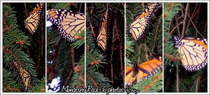 Monarch Pack- 6 photos