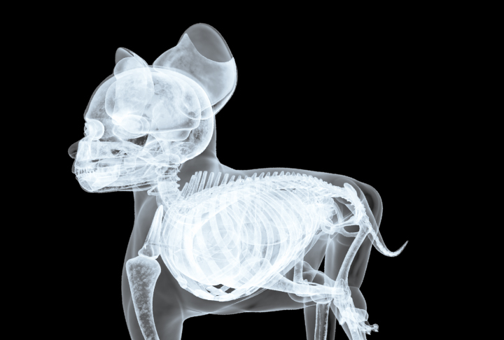 Quadruped X-Ray