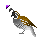 Quail Cursor