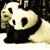 Panda hug