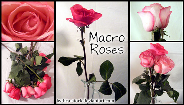 Macro Roses Pack