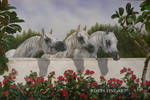 ARABIAN MARES by robybaer