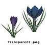 Two Crocus