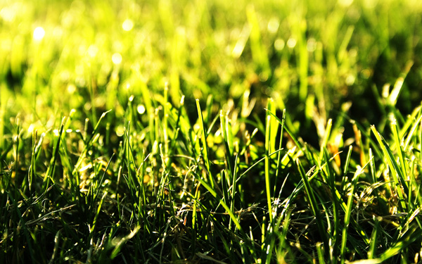 Grass II