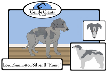 Lord Remington Silver II - Remy