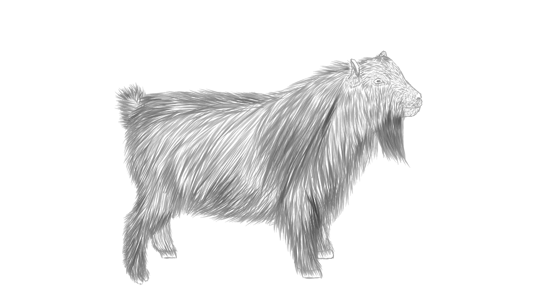 Pygmy Goat by CCF001 on DeviantArt