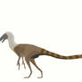 Coelurus fragilis