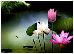 Lotus Pond