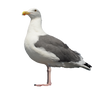 Seagull Bird Standing PSD File Stock Photo 0052  
