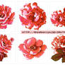 Collection  flower09