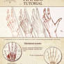 How to Draw Hands - Tutorial