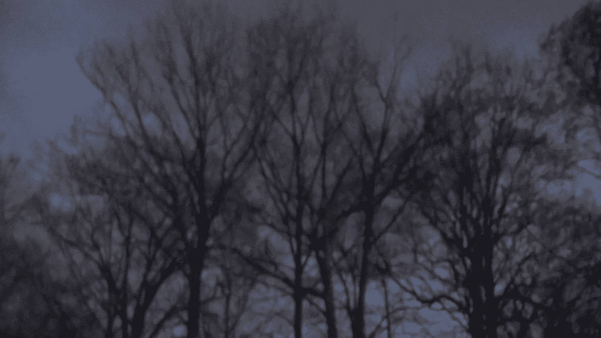 Woods by skateboarder11