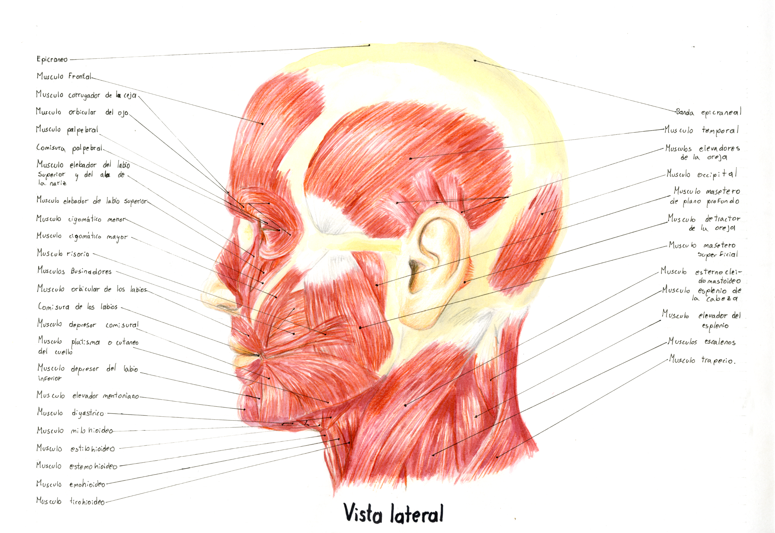 musculos de la cabeza vista lateral by LeoPort on DeviantArt