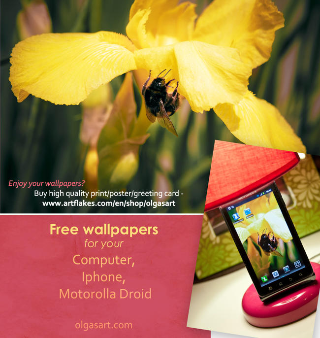 Bumblebee on Iris Wallpapers by OlgasArt on DeviantArt