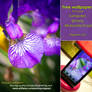 Violet Iris Wallpapers