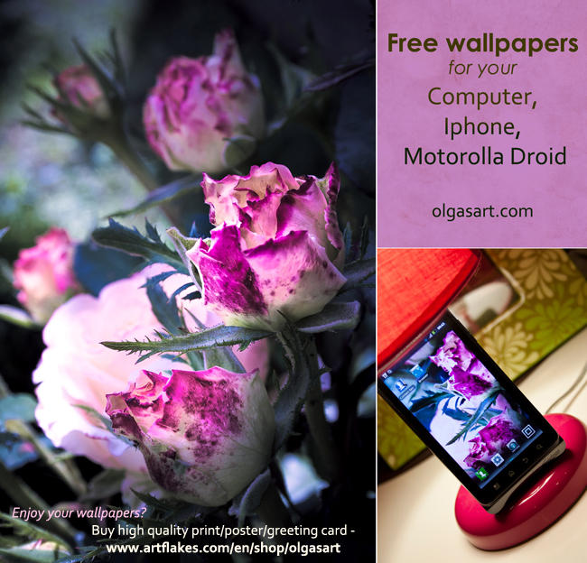 Violet Pink Roses Wallpapers by OlgasArt on DeviantArt