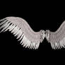 New Angel Wings