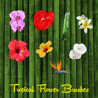 Tropical Flower Brushes