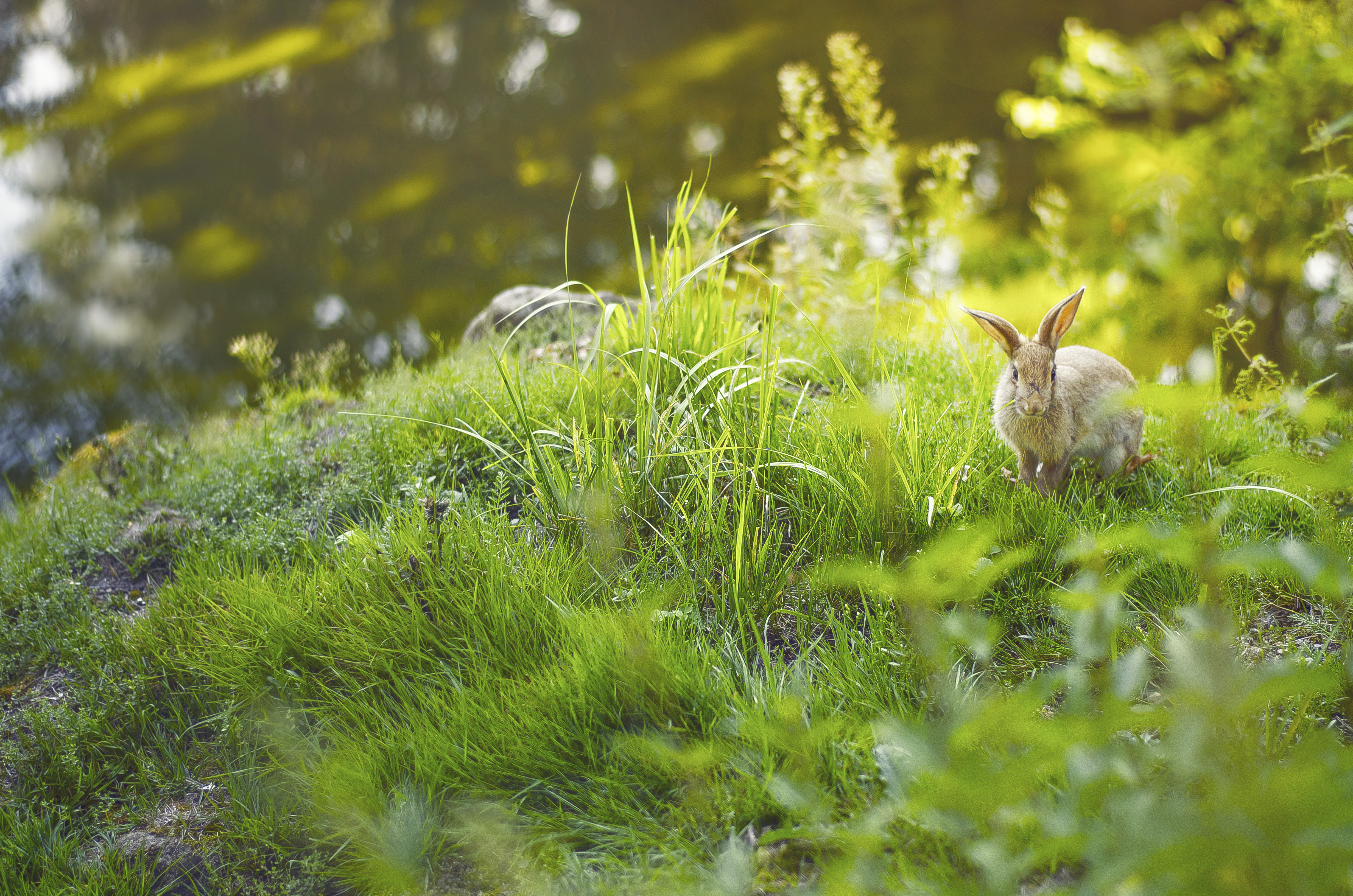 Little bunny