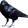 pre-cut raven - stock