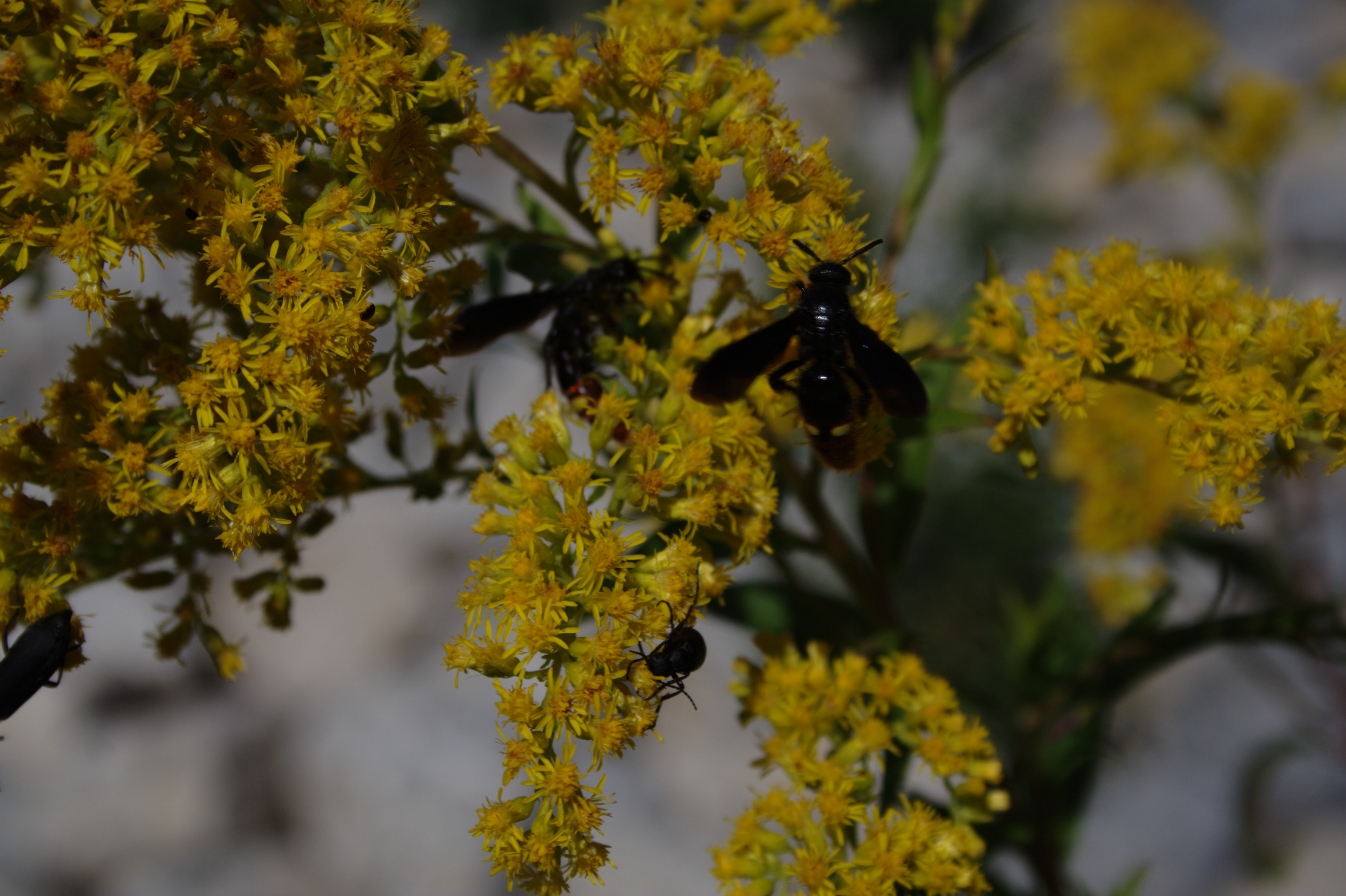 Bees on Yellow Flowers